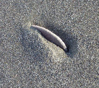 sand dollar burrowing